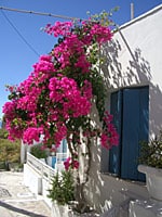 mpoukambilia