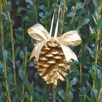 pinecones05